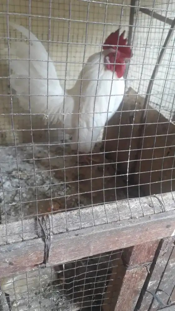 Jual ayam Kate putih polos