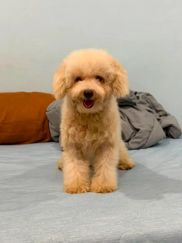Toy Poodle Apricot Betina Umur 1 Th