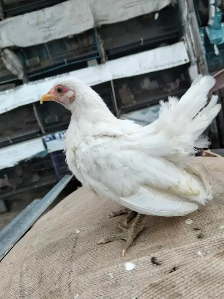Ayam Serama khusus warna putih dan abu-abu