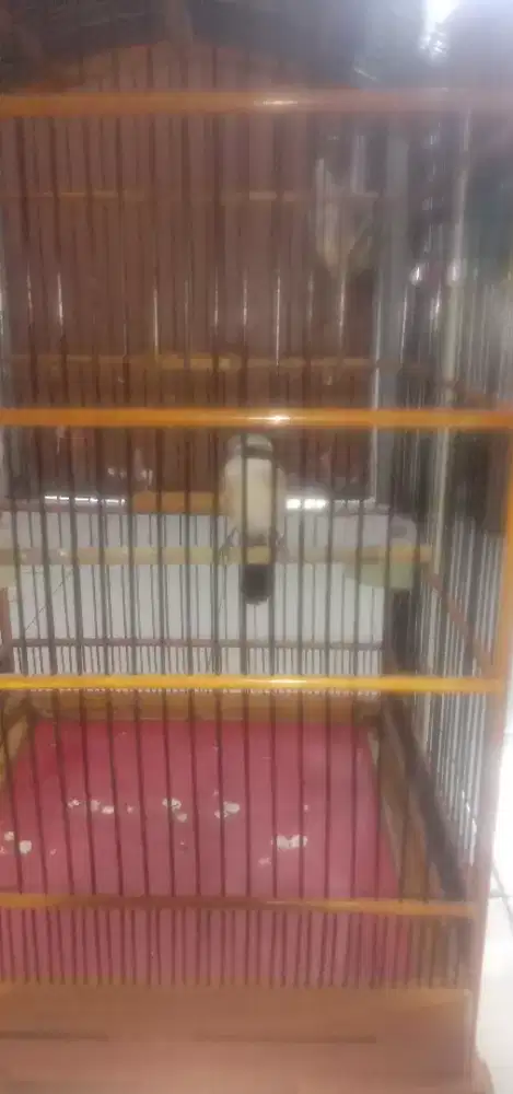 Cendet mau ke pastol riwik an banyak lagunya