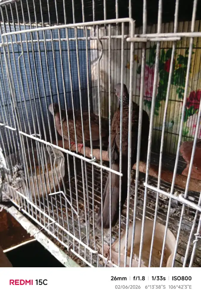 Jual burung klantan sepasang