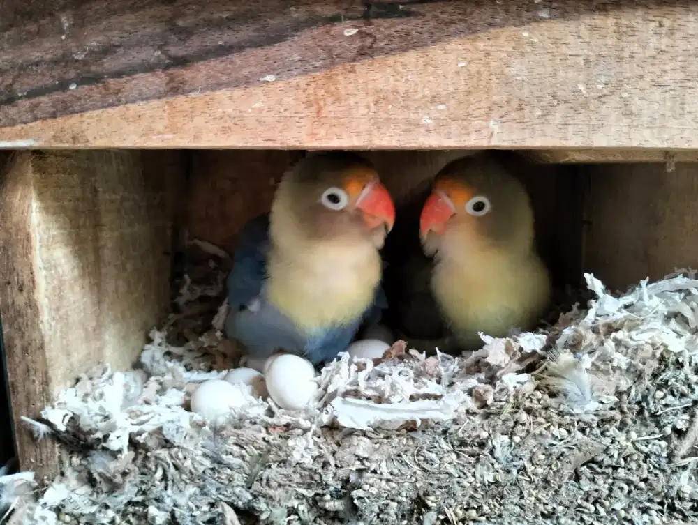 Lovebird PB Sepasang Produksi