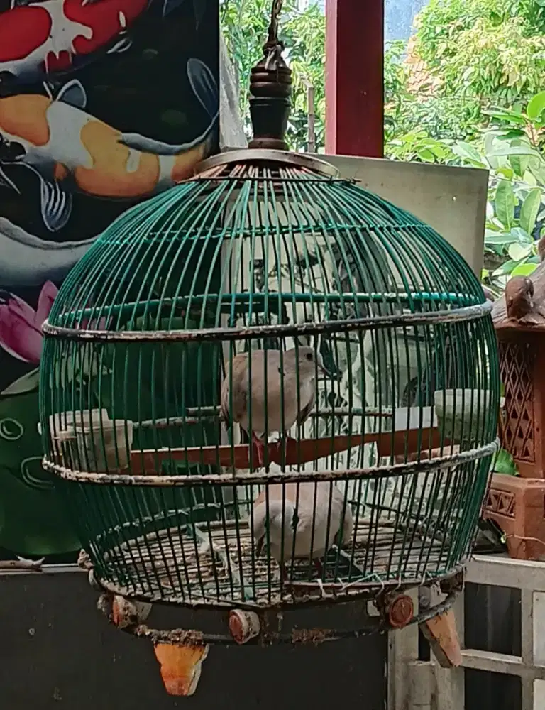 SEPASANG BURUNG PUTER PELUNG KOMPLIT SANGKAR.