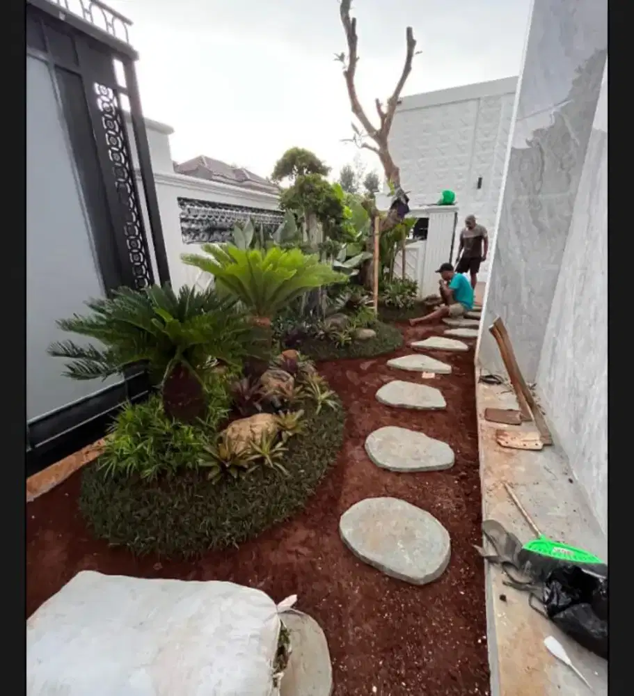 Tanaman hias rumput gajah mini