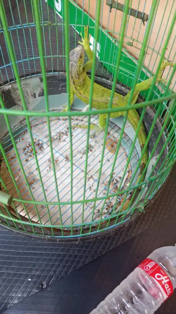 Di jual iguana grand panjang 80CM