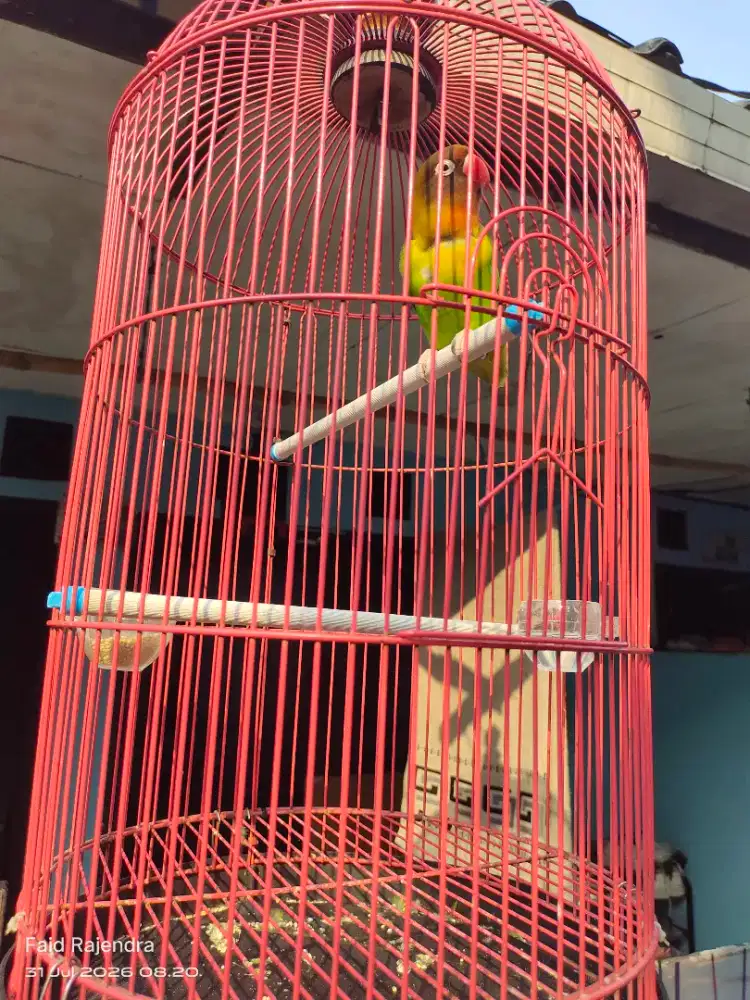 Lovebird fighter