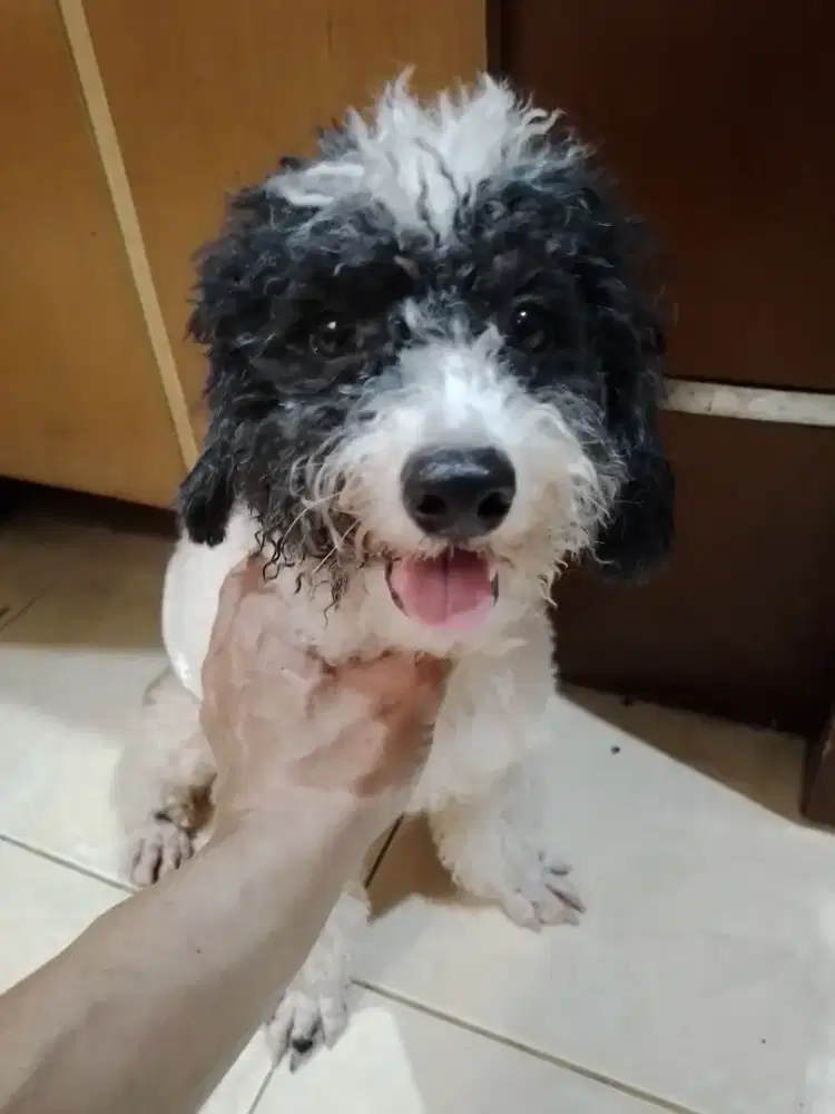 poodle party hitam putih
