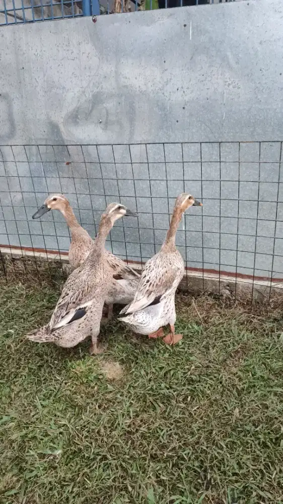 Bebek Mojosari-Alabio