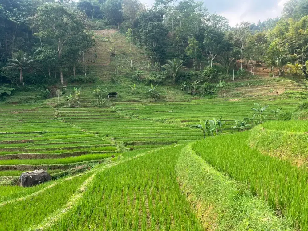 Tanah Sawah 2394m² Udara Dingin Karanganyar