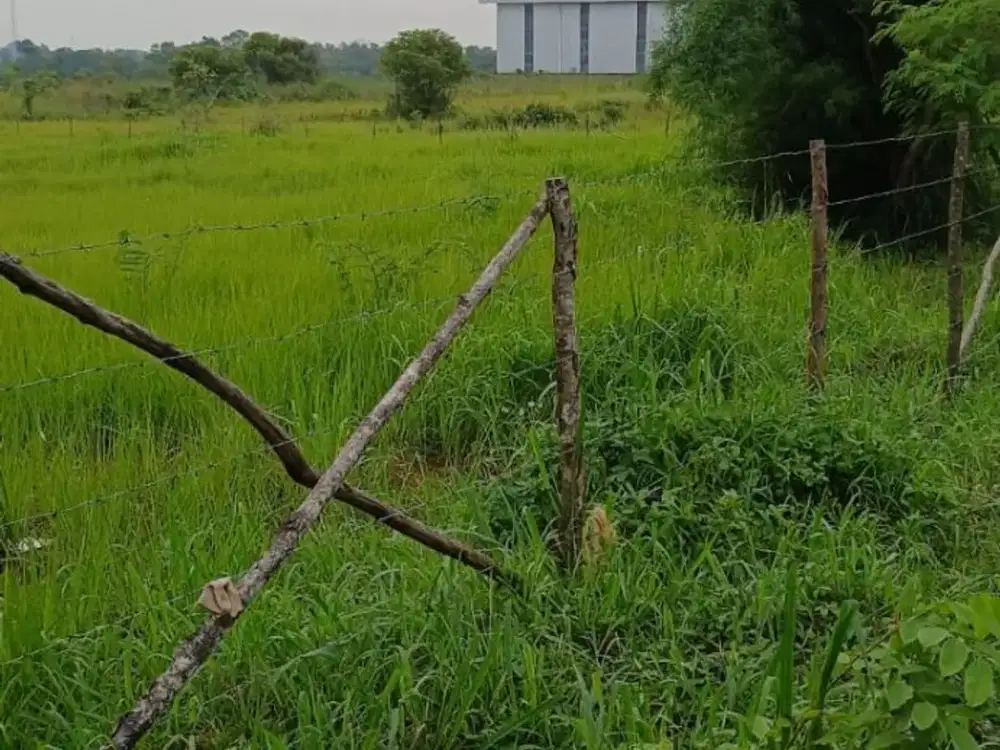 Dijual Tanah Lokasi Jalan Rayad di Cileles Tigaraksa, Banten