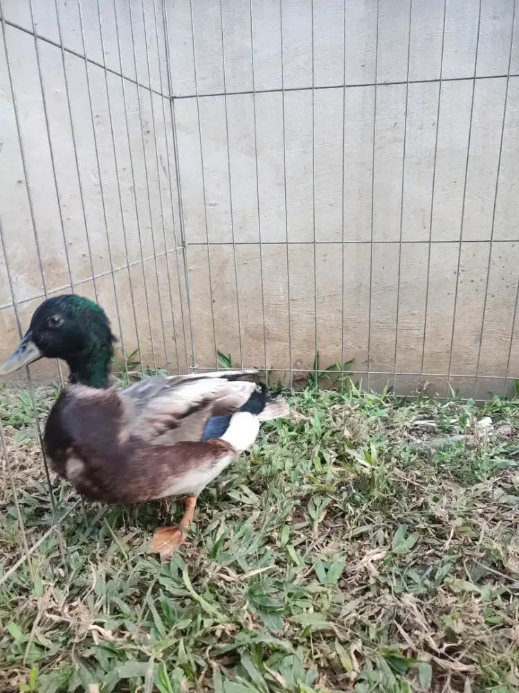 Bebek Hias Mallard