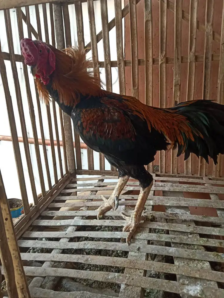 Di jual borongan ayam Bangkok 11 ekor (8 jantan, 3 betina)