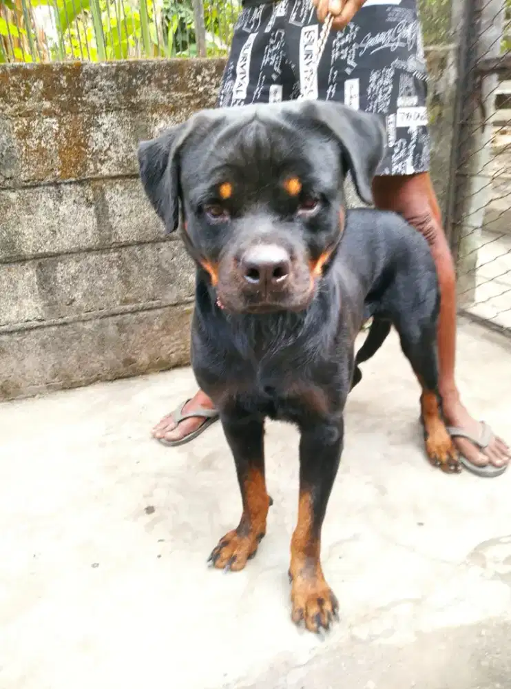 rottweiler stbm jantan