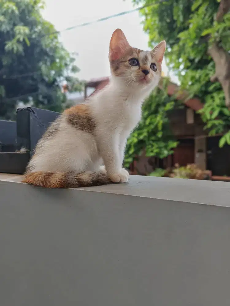 british shorthair bsh calico tabby line ped