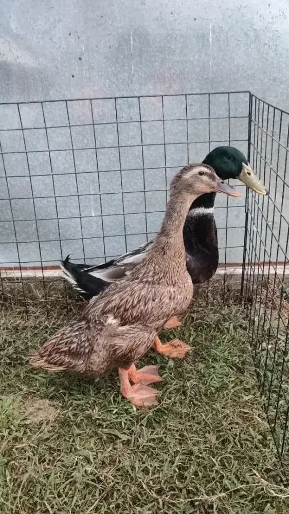 Bebek Kepala Hijau (Mallard lokal) body besar