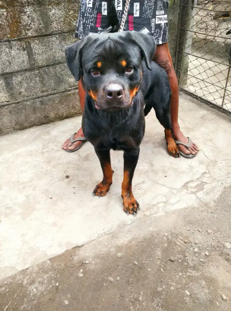 rottweiler jantan stbm
