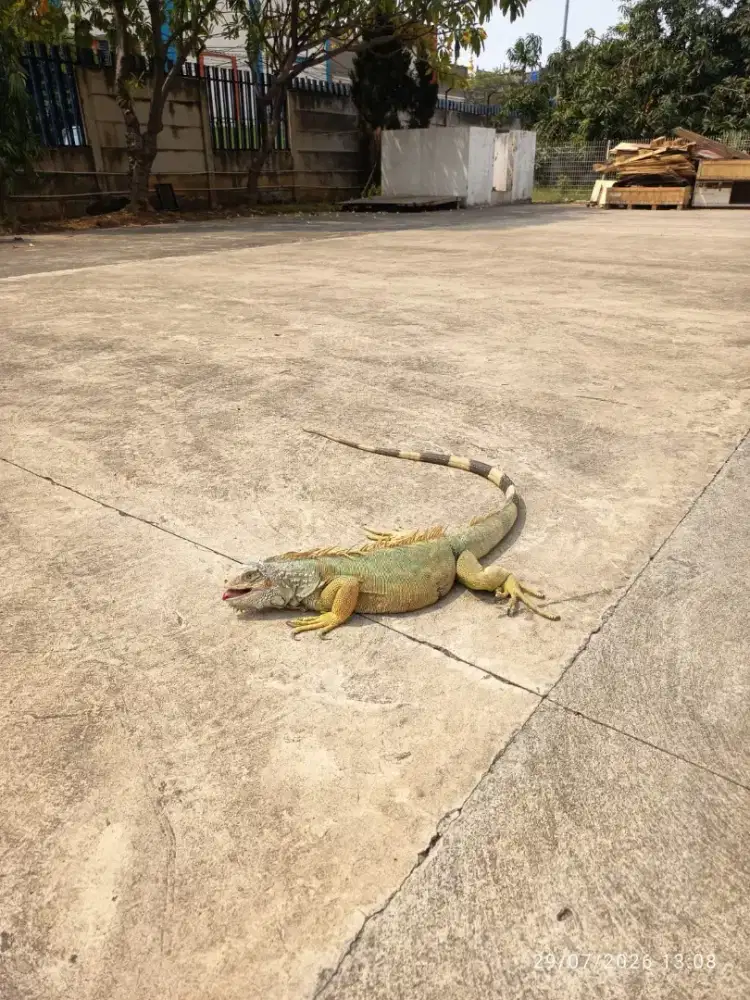 Iguana Green Besar 130 cm