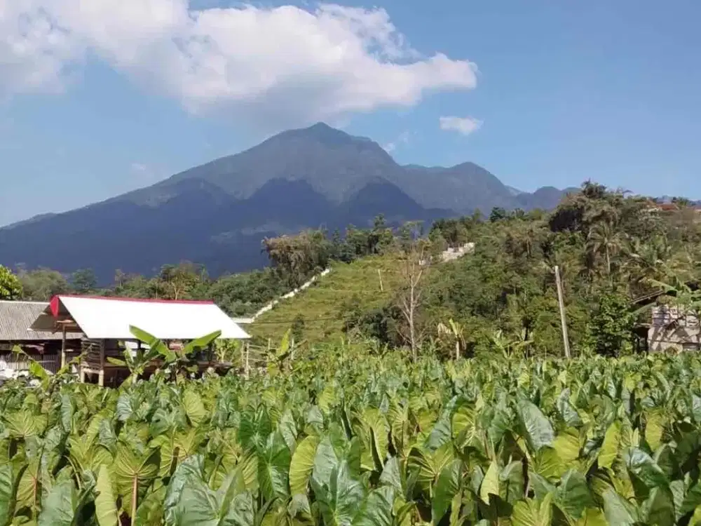 TANAH MURAH LOKASI STRATEGIS DI GUNUNG BUNDER PAMIJAHAN BOGOR