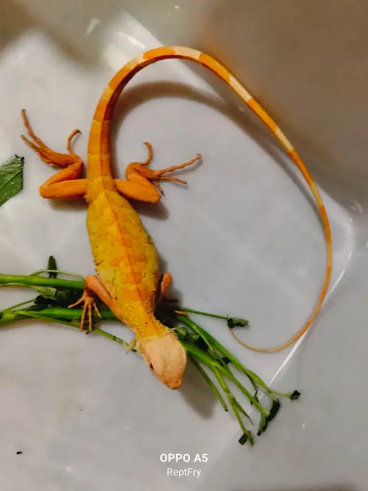 Red albino size 65cm-+ mulus