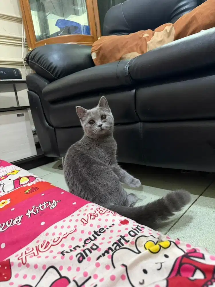 Kucing British sorth hair
