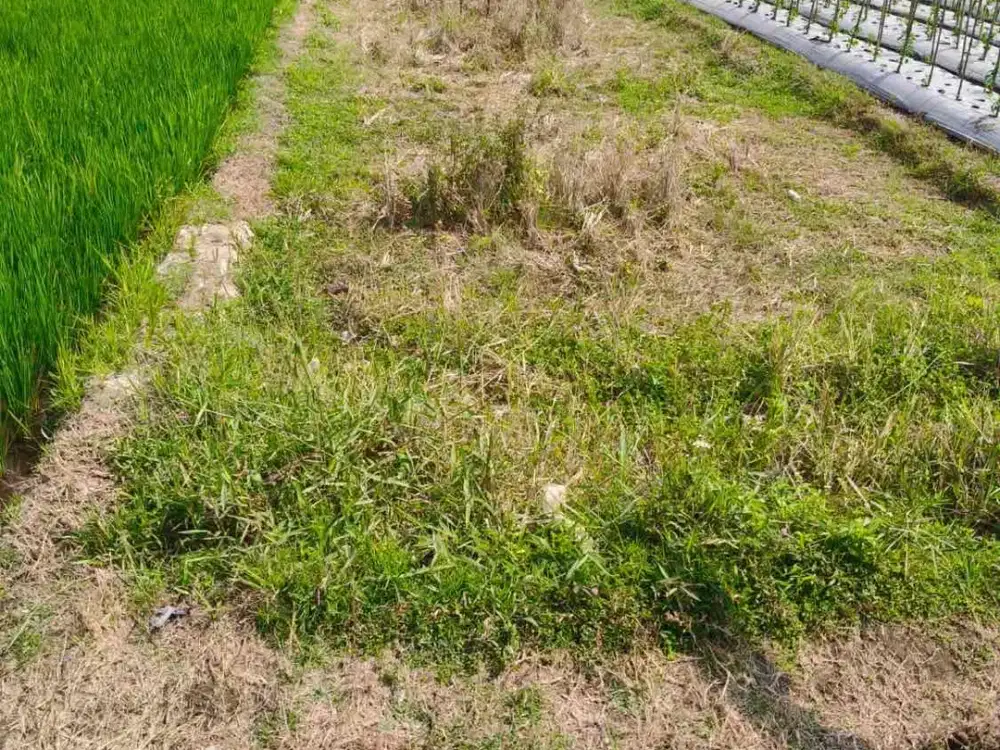 BU Jual Tanah sawah di Bedingin Sumberadi. Mlati. Yogyakarta