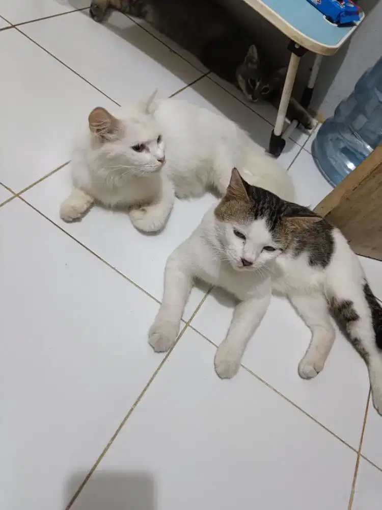 Free khusus pecinta kucing