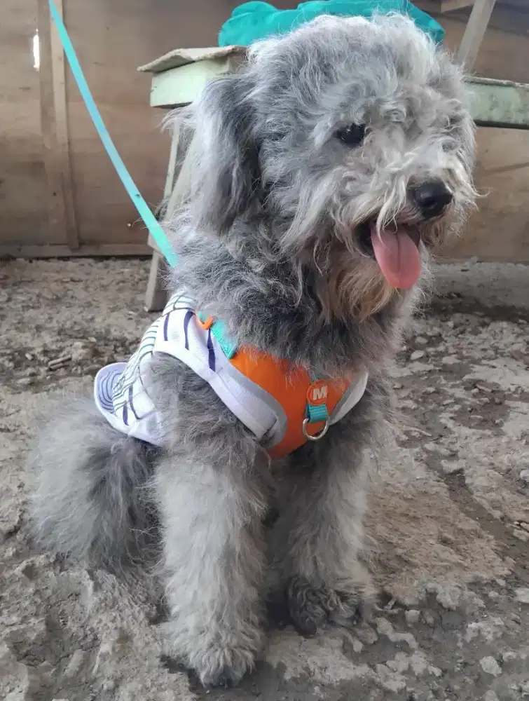 Poodle silver jantan