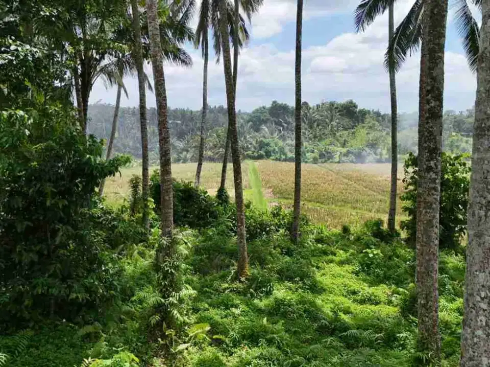 jual tanah kebun view sawah contour datar, lebar depan bagus di tabanan bali.
