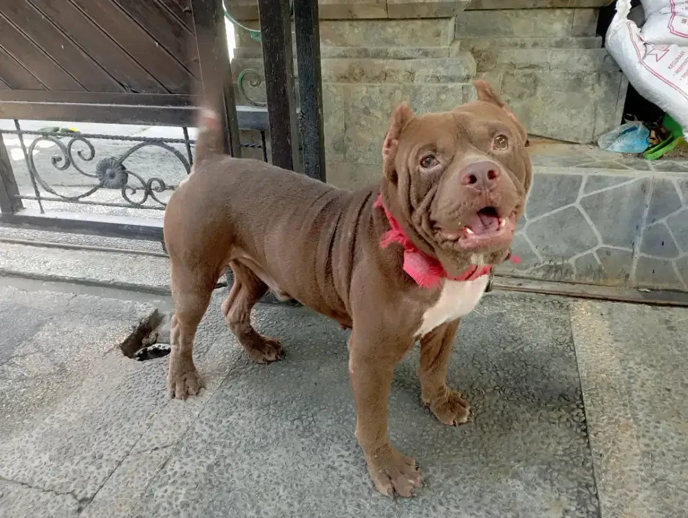 Pitbull jantan gemoy super jinak