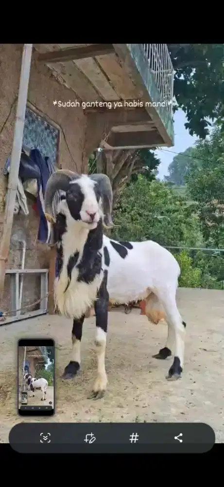 Indukan domba garut