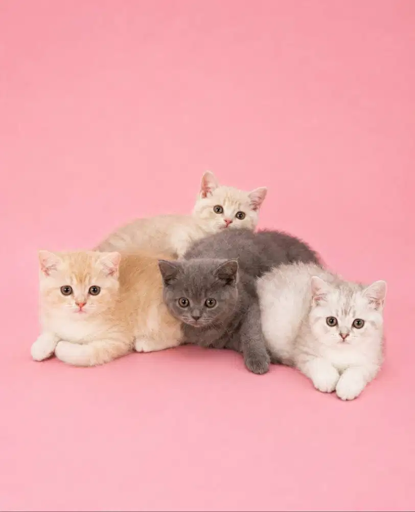 Terbatas Munchkin Gaelic mix BSH