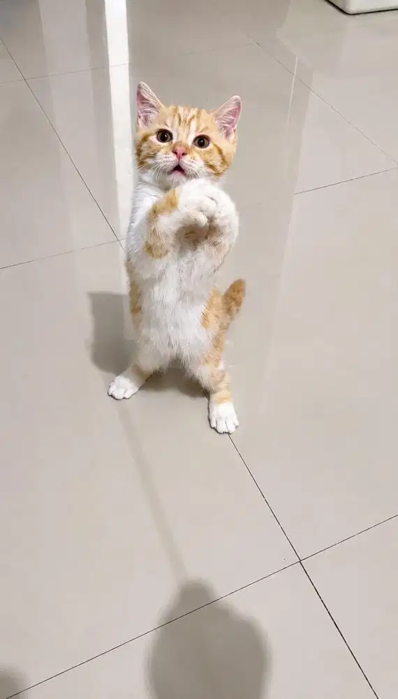 Munchkin NS mix BSH