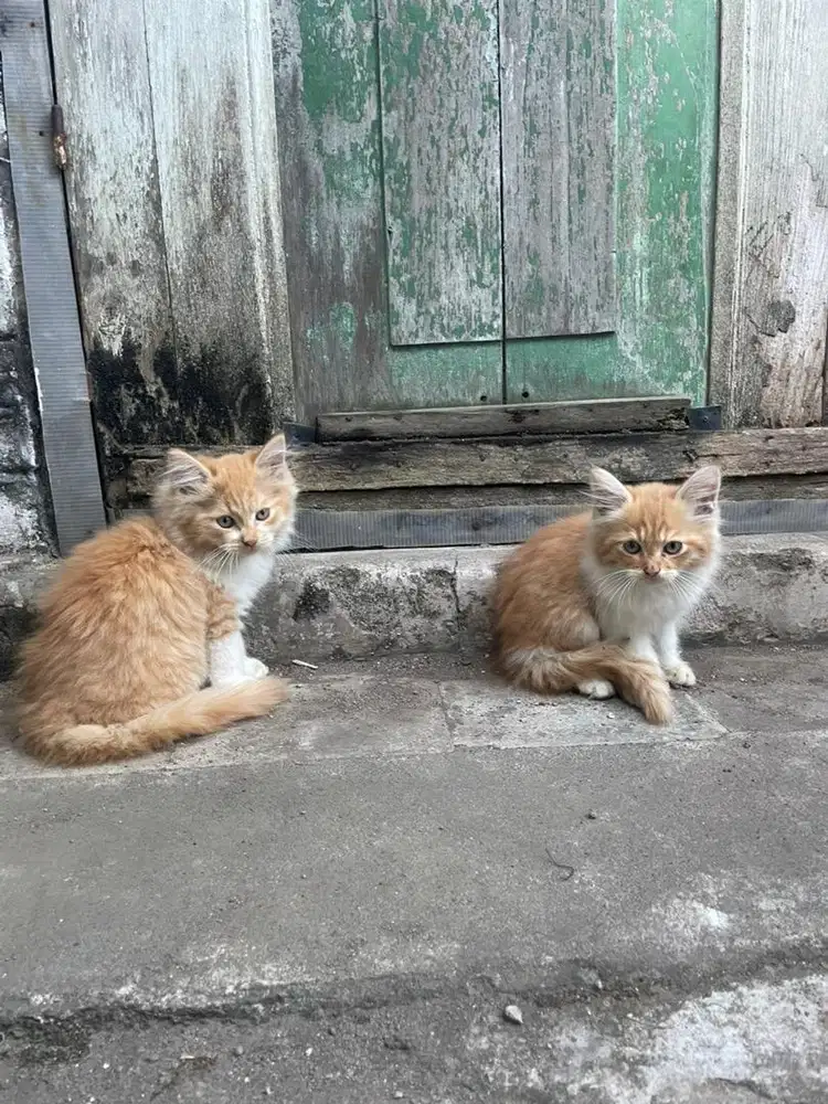 Adopsi kucing medium persia