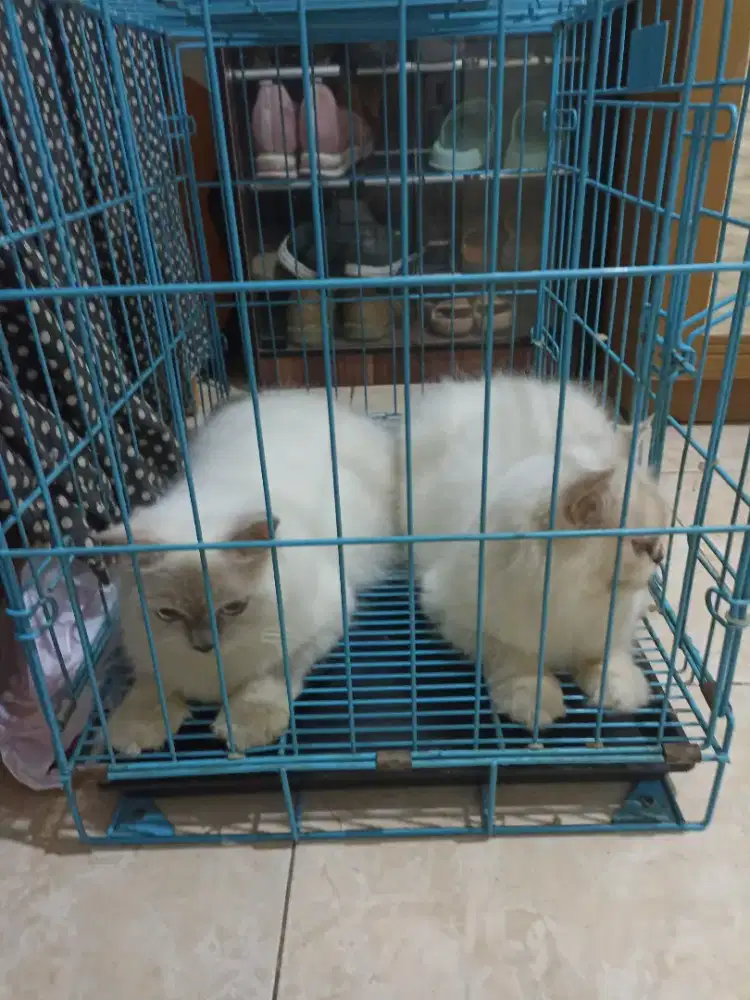 Kucing Himalaya Indukan Cantik