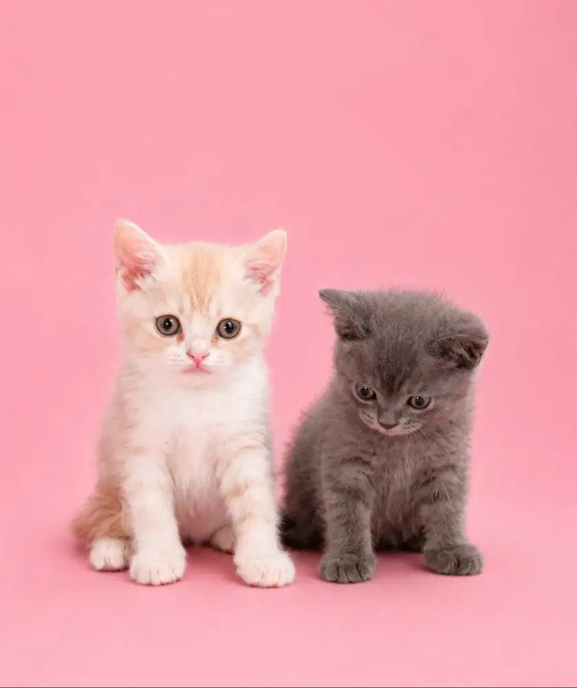 Bsh mix munchkin Gaelic