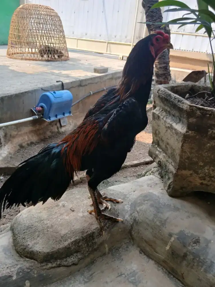 Jual jago warna hitam