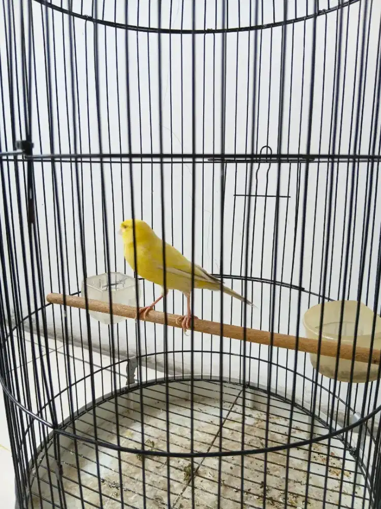 Burung kenari (burung masteran )