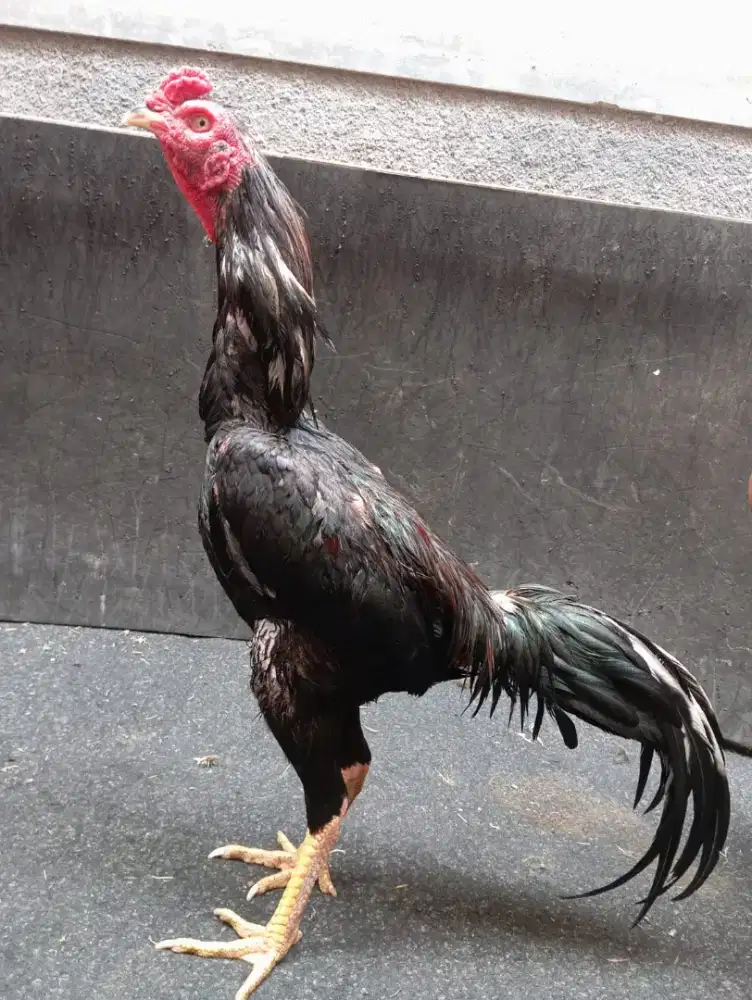 Ayam Bangkok ( Khoyngon) Ubed