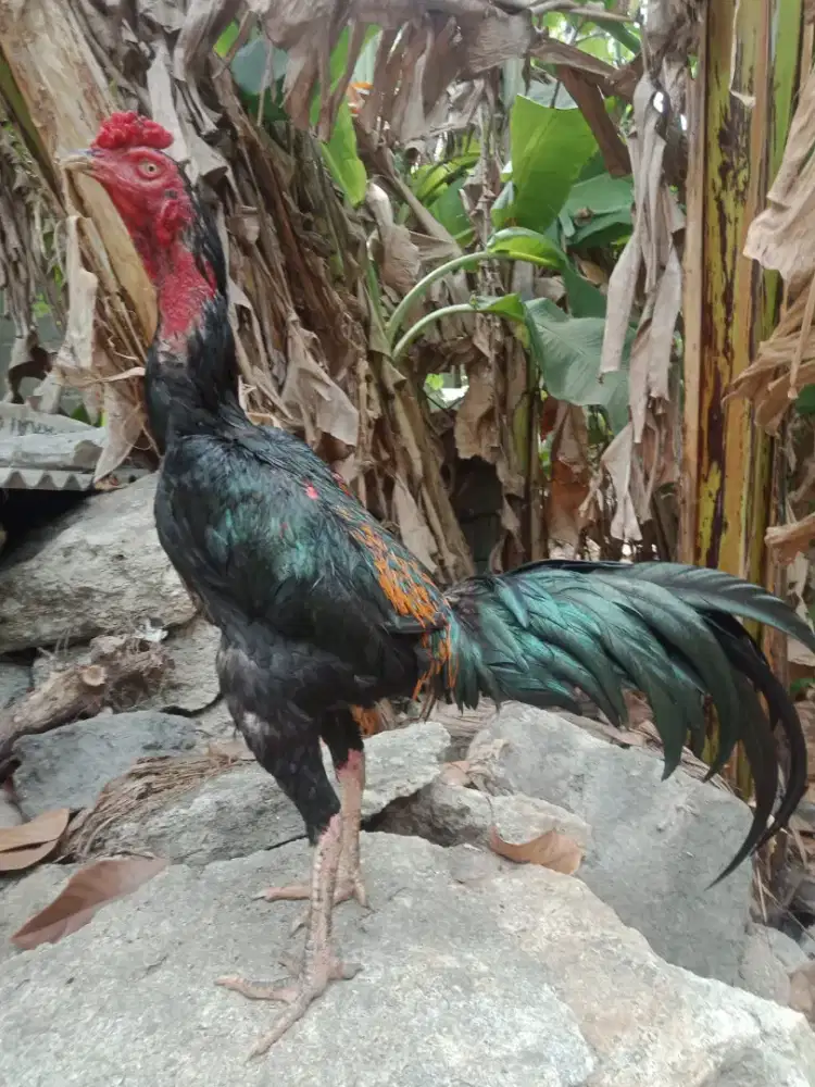 Ayam Bangkok ( Khoyngon )