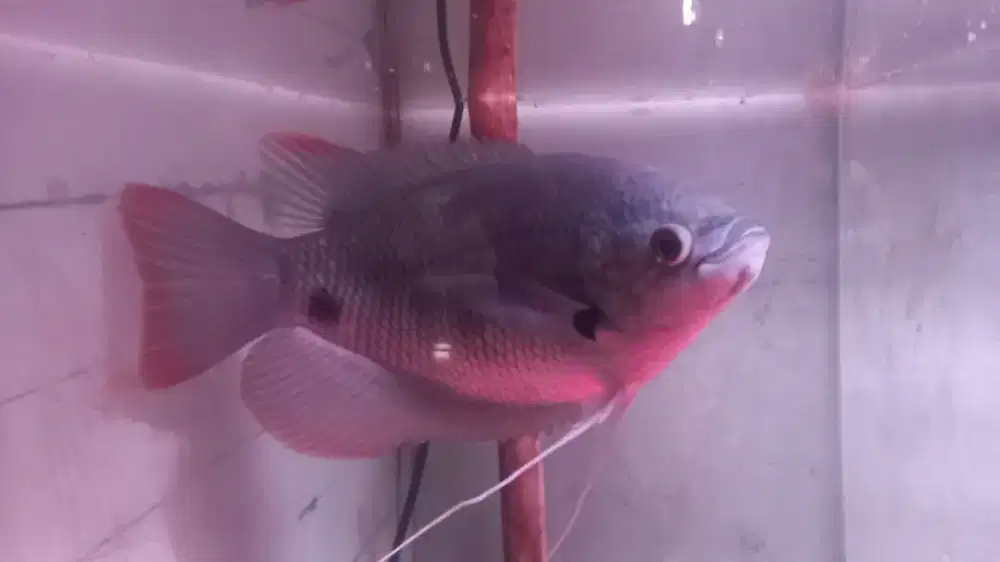Gurame sabah Red Tail Gourame