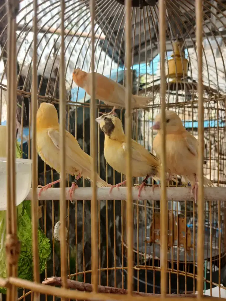 Jual kenari paud usia 2bulanan ada 3 ekor