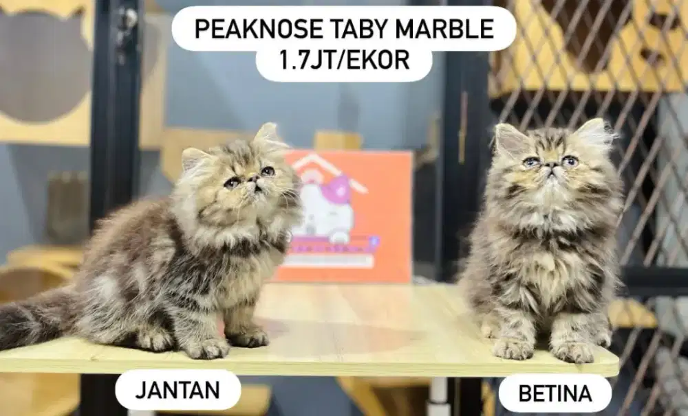Kucing kitten peaknose jantan betina lucu