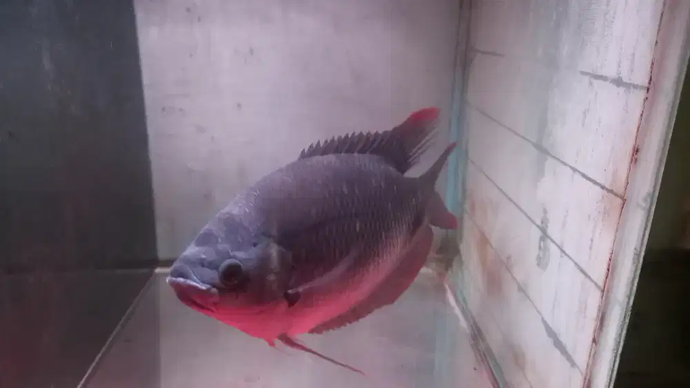 Gurame Sabah Red Tail