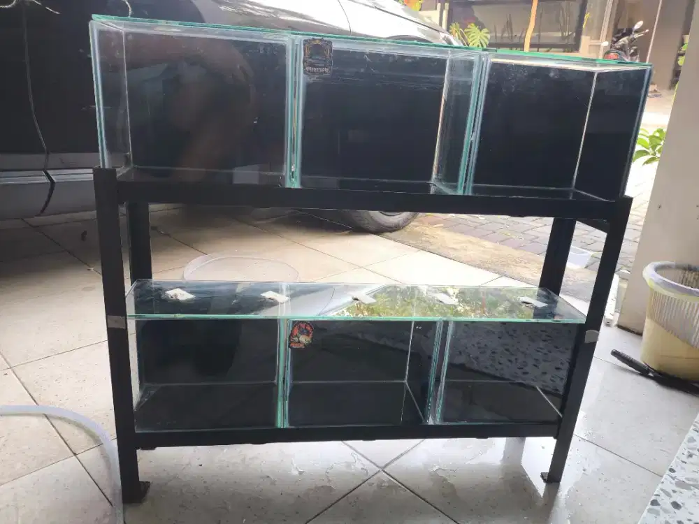 Aquarium 15 x 10 x 10, progres chana atau cupang