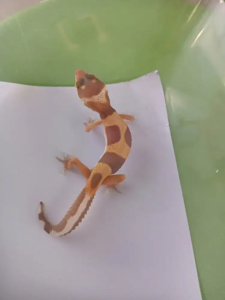 Leopard gecko Black Night cross