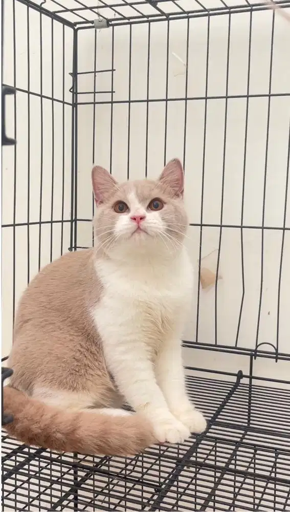 Kitten bsh bicolor lilac jantan