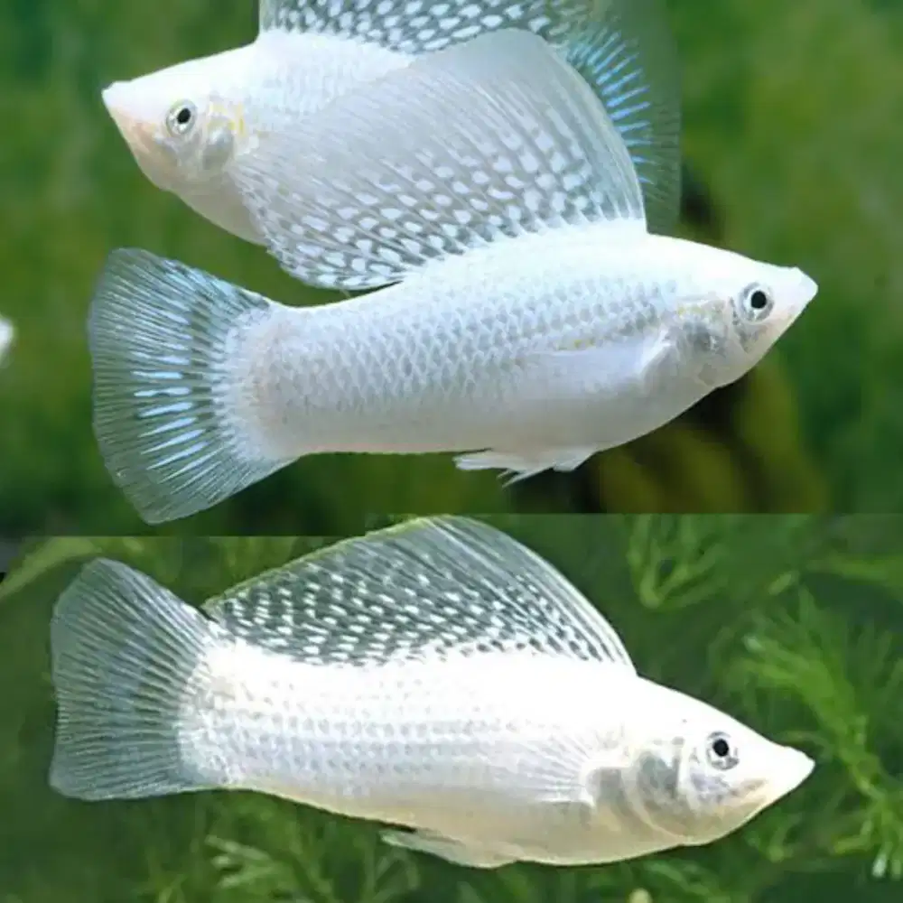 Ikan hias molly platinum non balon