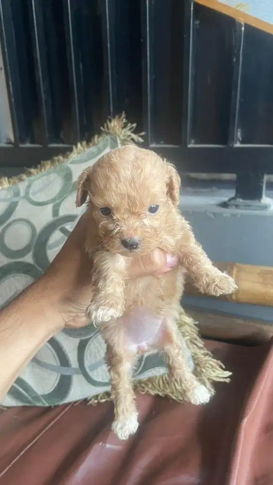 Anak anjing mini poodle lucu