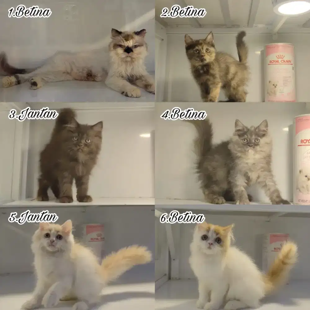 kucing kitten anakan anggora persia himalaya ragdoll mainecoon