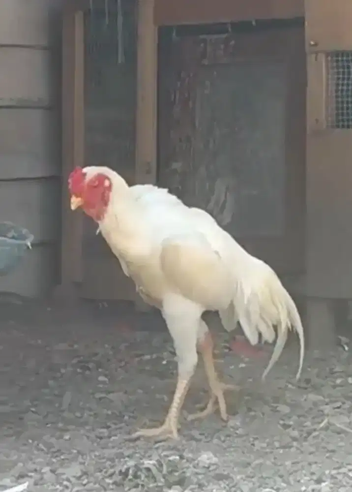 Shamo eropa super mewah
